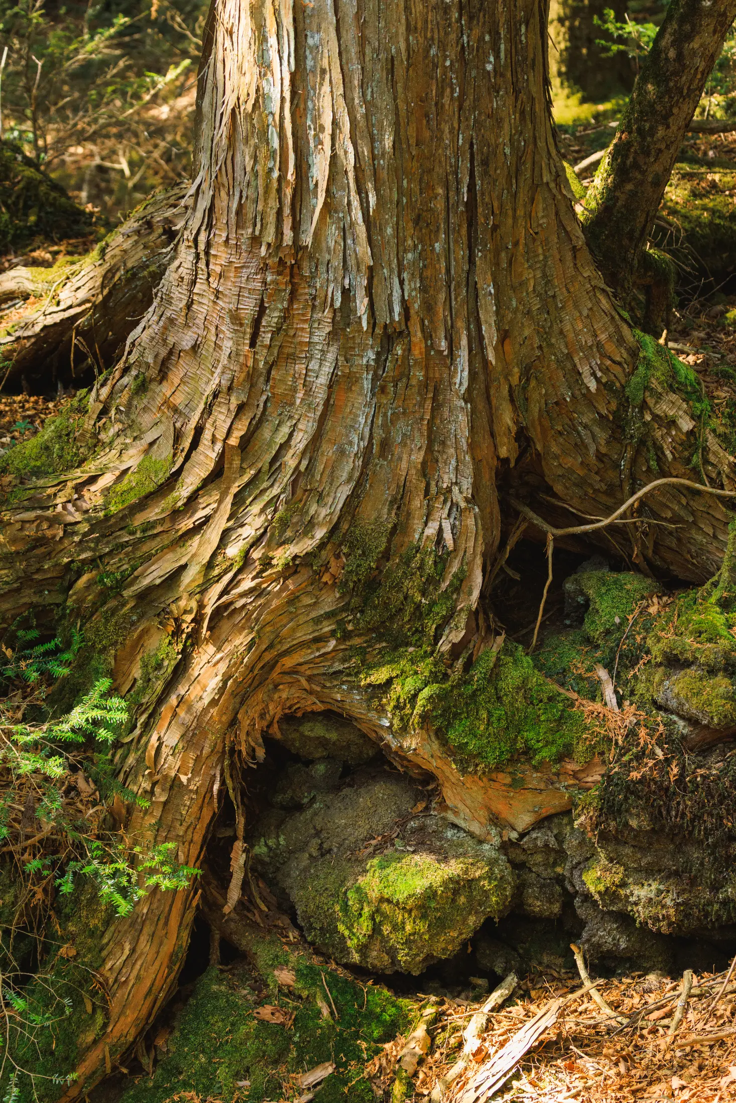 Roots over rocks