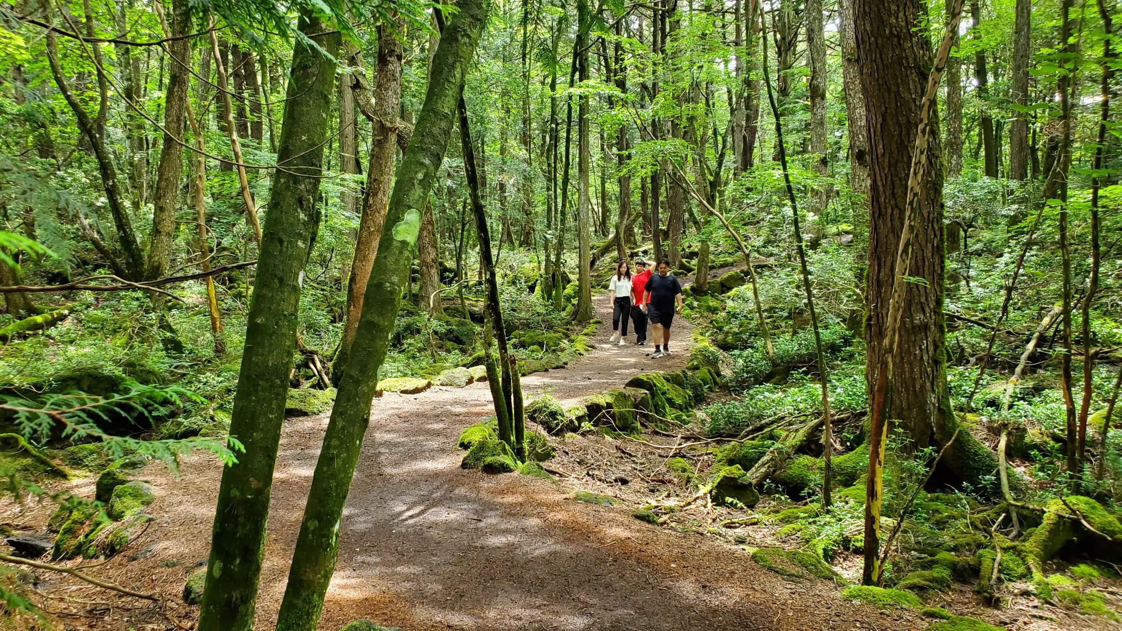 People walking in Jukai forest