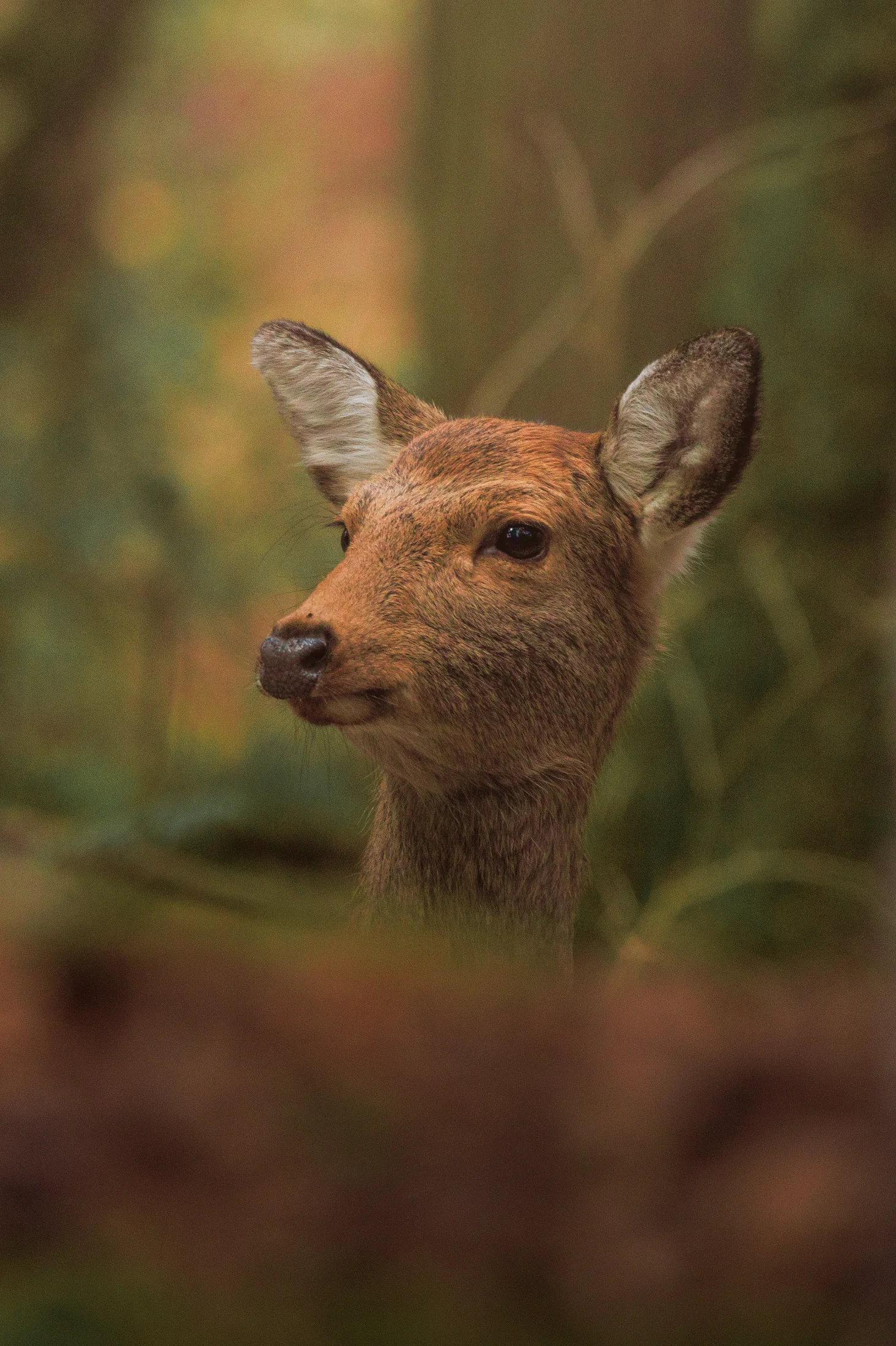 Sika from close up