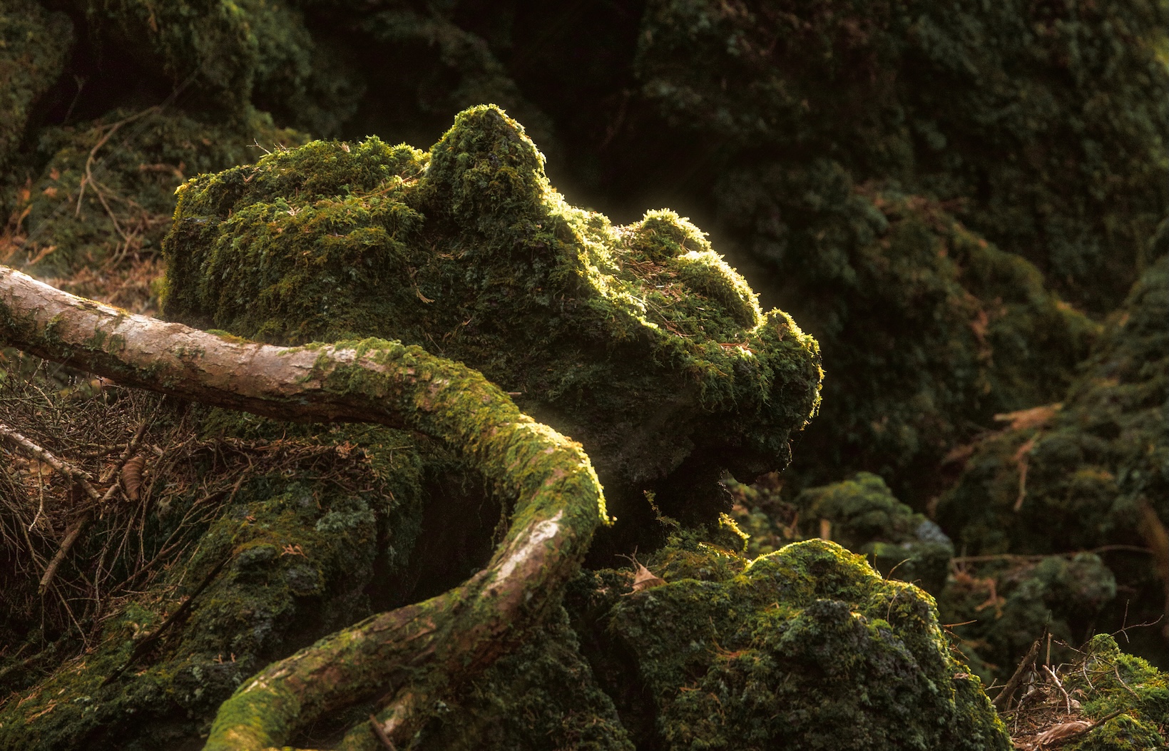 Root and rock of jukai forest