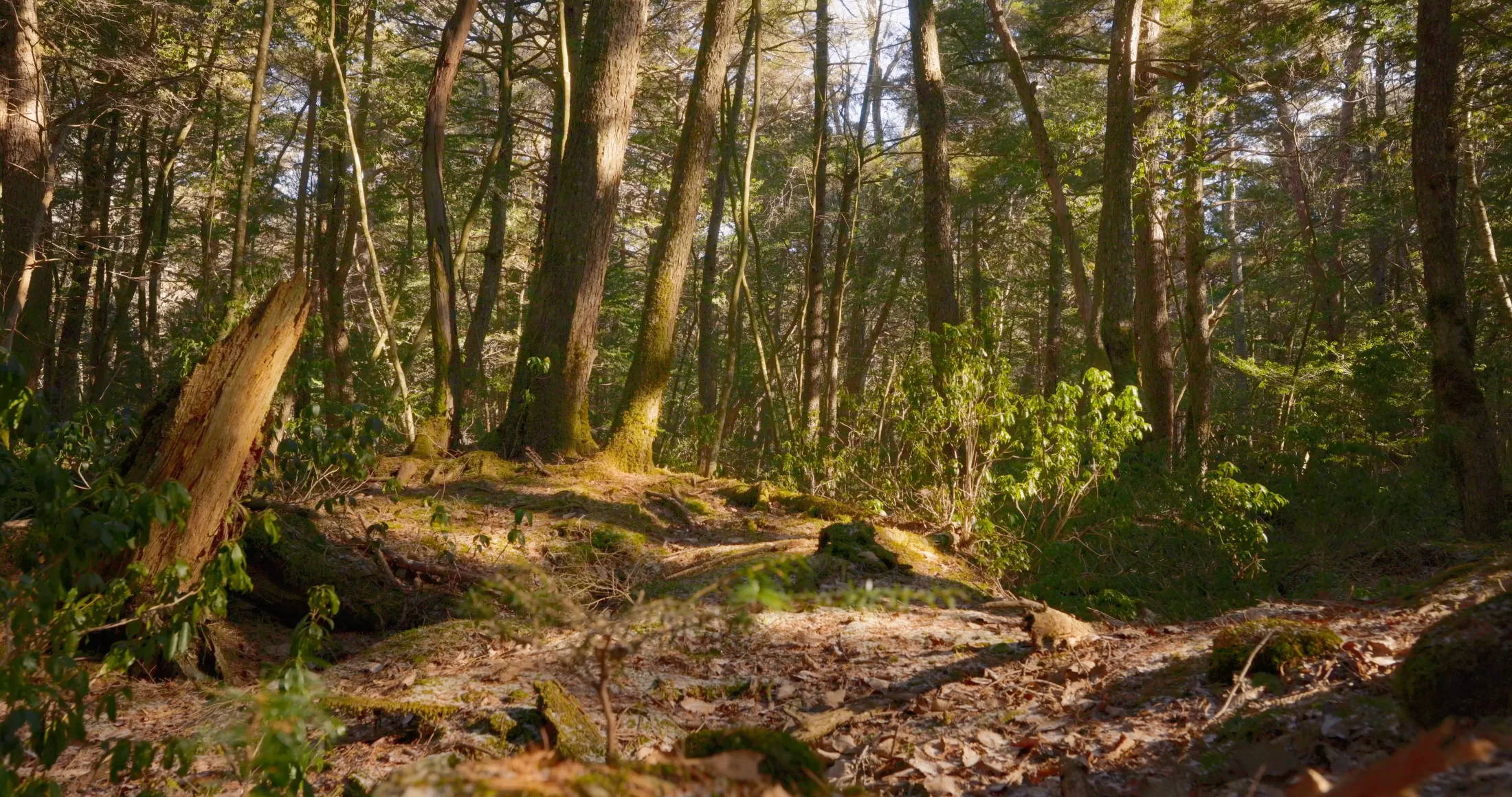 Jukai forest